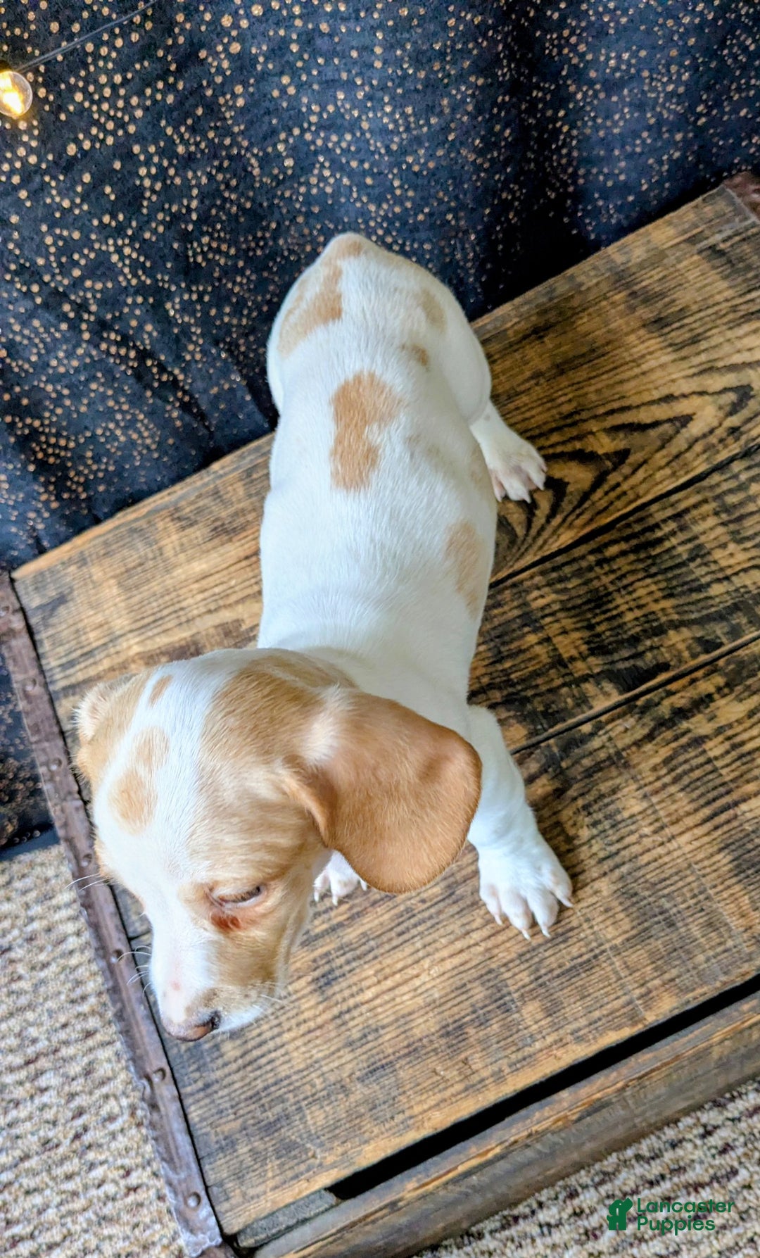 Dachshund dogs for sale: Tinsley  - Ad 5