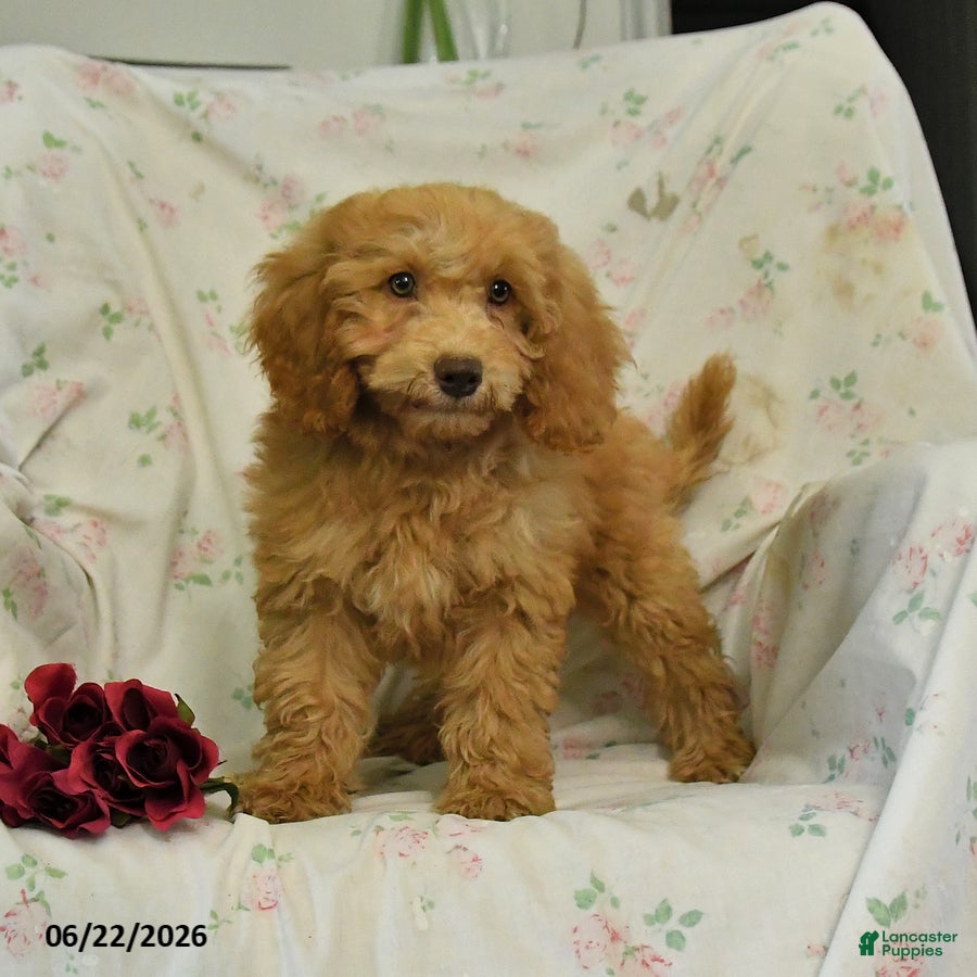 Mini Goldendoodle dogs Melody - Ad 2