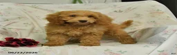Mini Goldendoodle dogs for sale: Melody - Ad 2