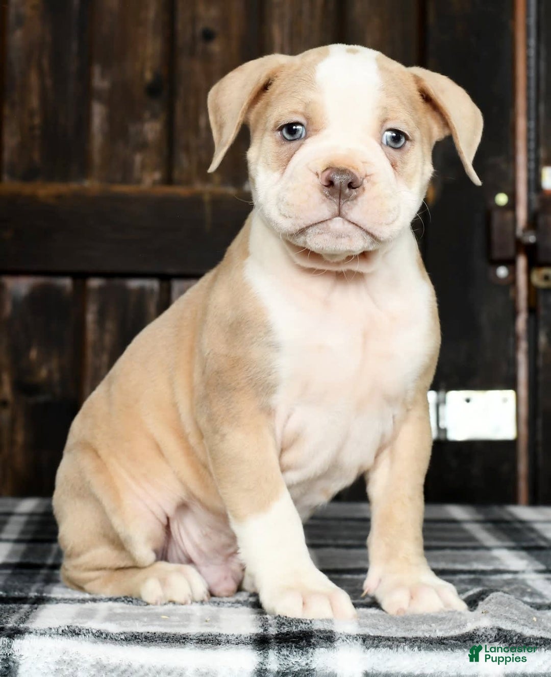 Gallery Image {{count}}