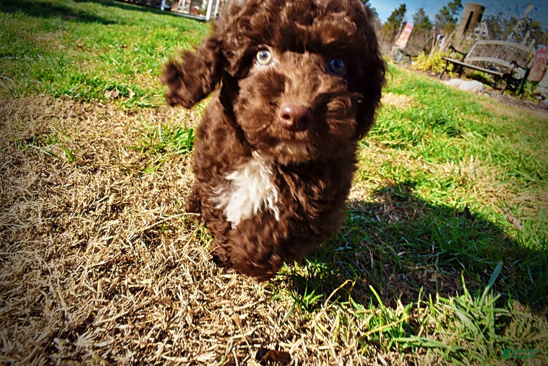 Havapoo dogs for sale: Oscar - Ad 15