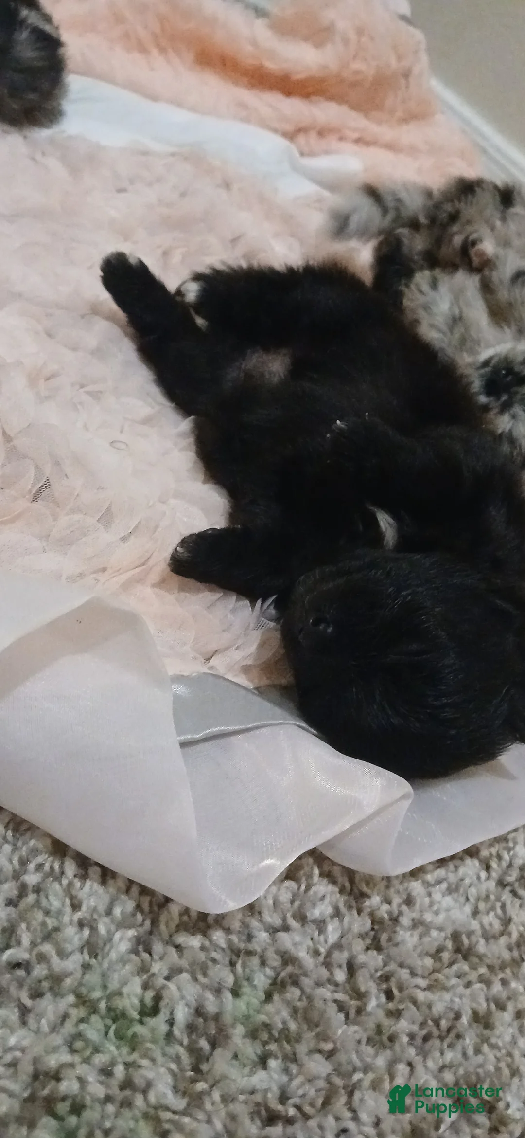 Pomeranian dogs for sale: Pomeranian 4 - Ad 2