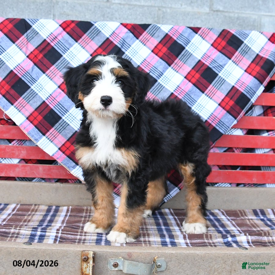 Mini Bernedoodle dogs Sadie - Ad 2