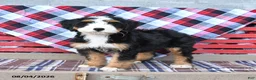 Mini Bernedoodle dogs for sale: Sadie - Ad 2
