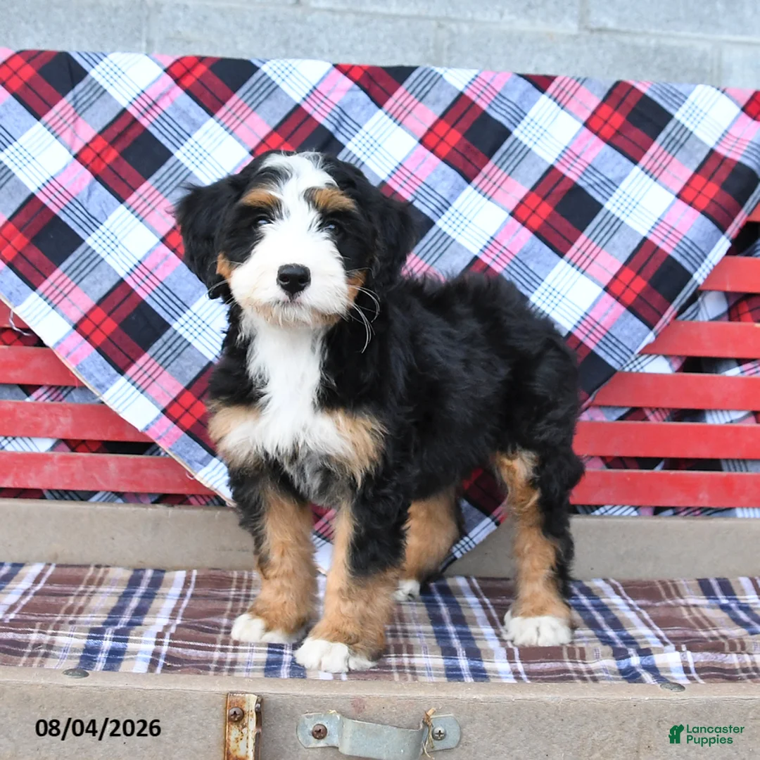 Mini Bernedoodle dogs for sale: Sadie - Ad 2
