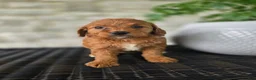 Mini Goldendoodle dogs for sale: Mini Goldendoodle Puppy 6 - Ad 7