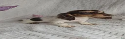 Miniature Dachshund dogs for sale: Miniature Dachshund 1 - Ad 3