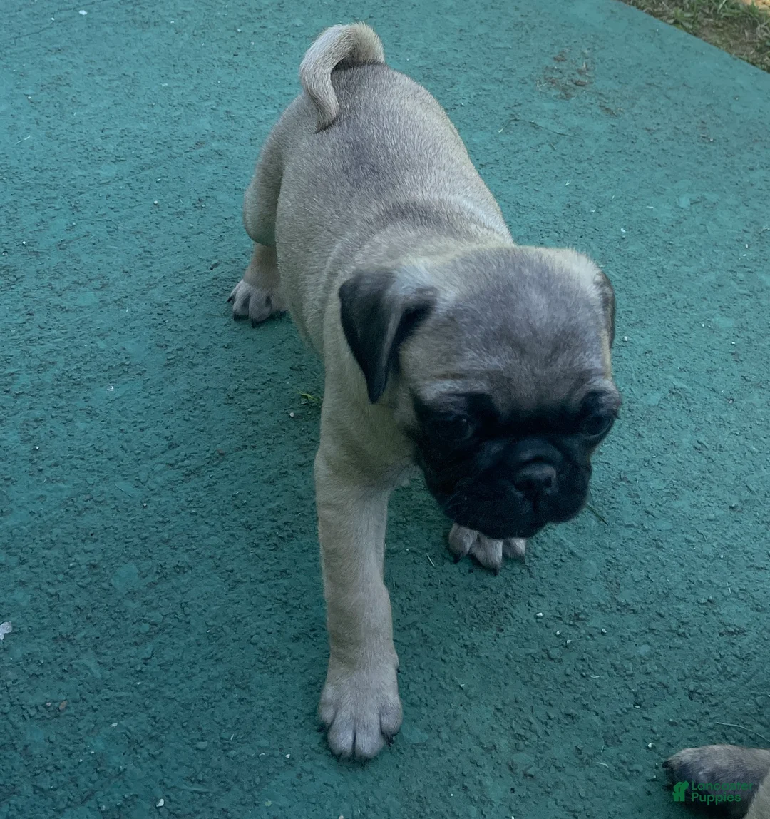Pug dogs for sale: Pug Puppy 2 - Ad 2