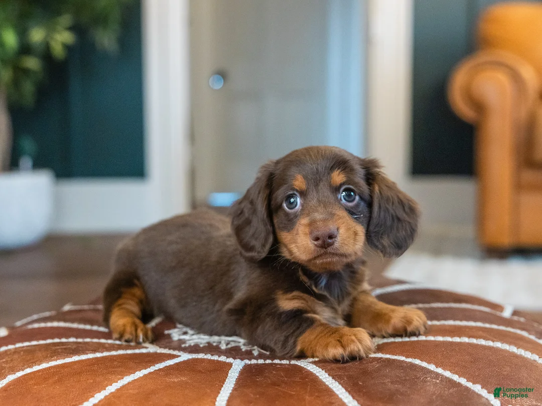 Miniature Dachshund dogs for sale: Lowrider - Ad 1