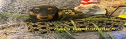 Miniature Dachshund dogs for sale: Miniature Dachshund Puppy 1 - Ad 4