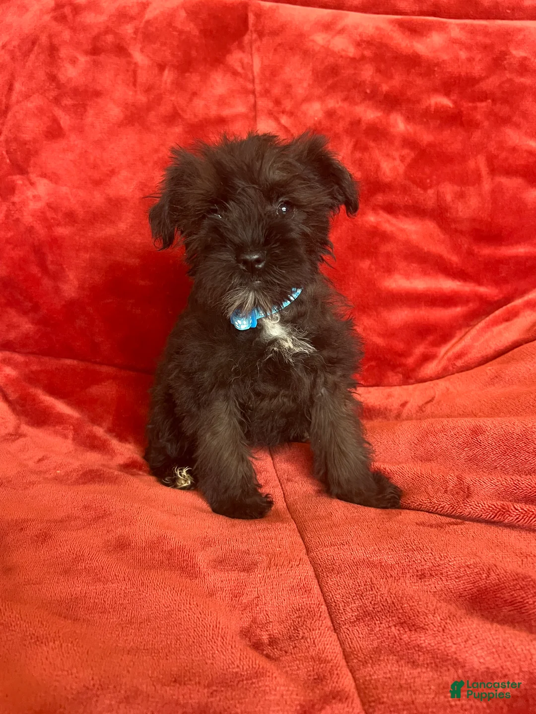 Miniature Schnauzer dogs for sale: Miniature Schnauzer 2 (Sharna) - Ad 10