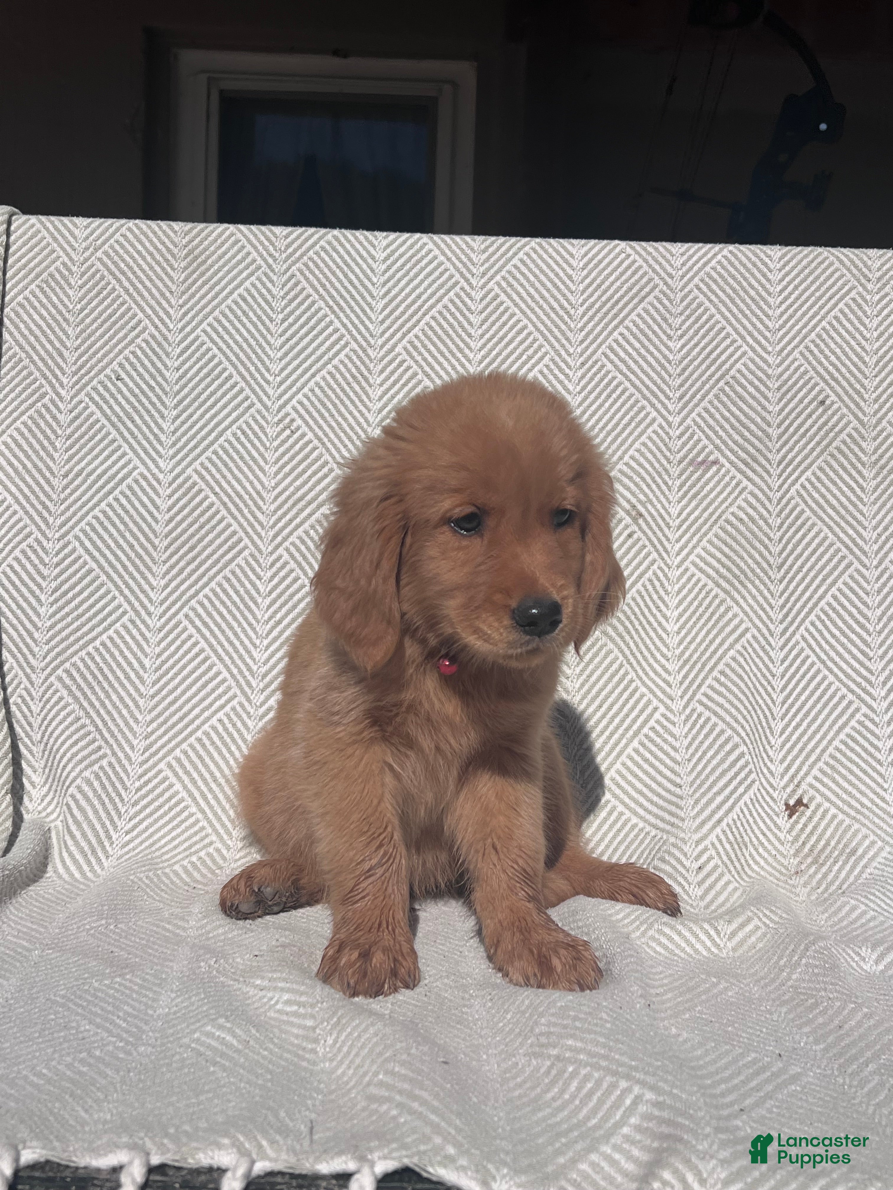 Golden Retriever dogs Golden Retriever 1 - Ad 2