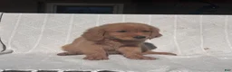 Golden Retriever dogs for sale: Golden Retriever 1 - Ad 2