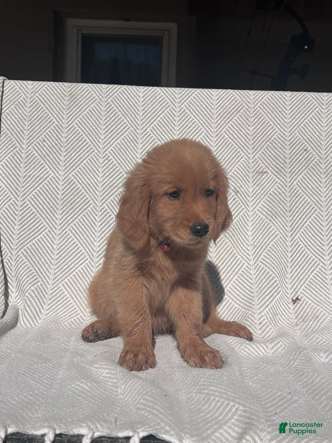 Golden Retriever dogs for sale: Golden Retriever 1 - Ad 2