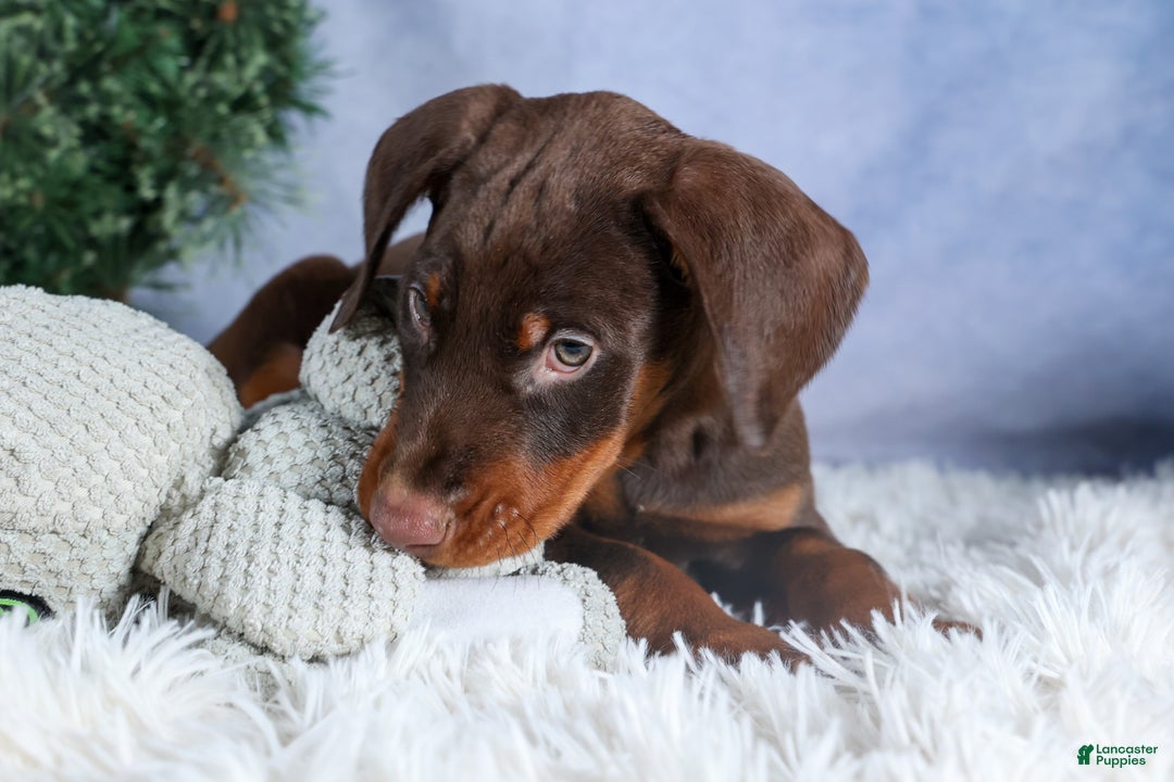 Doberman Pinscher dogs for sale: TOBY - Ad 2