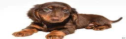 Dachshund dogs for sale: Teddy - Ad 6