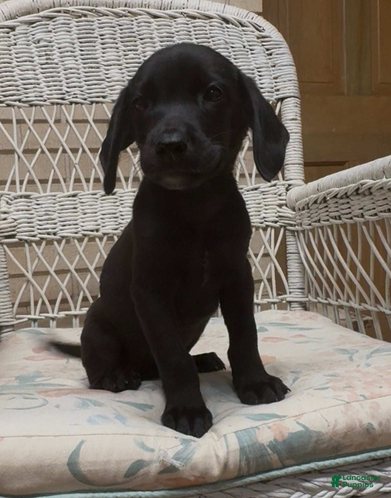 Labrador Retriever dogs for sale: Labrador Retriever Jackie - Ad 52