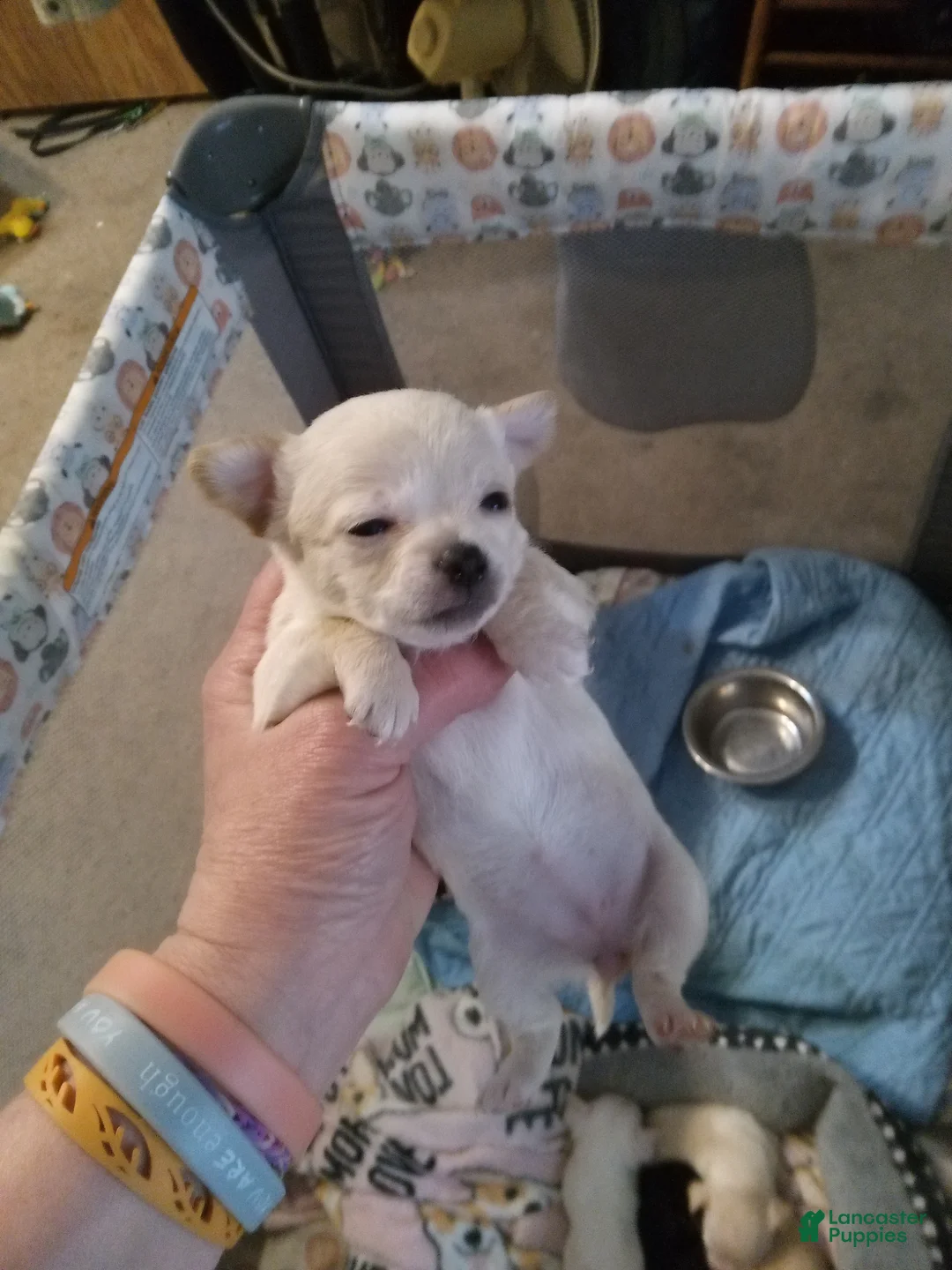 Chihuahua dogs for sale: Chanel  - Ad 1
