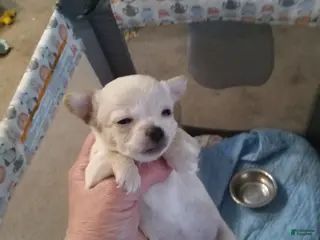 Chihuahua dogs Chanel - Ad 34