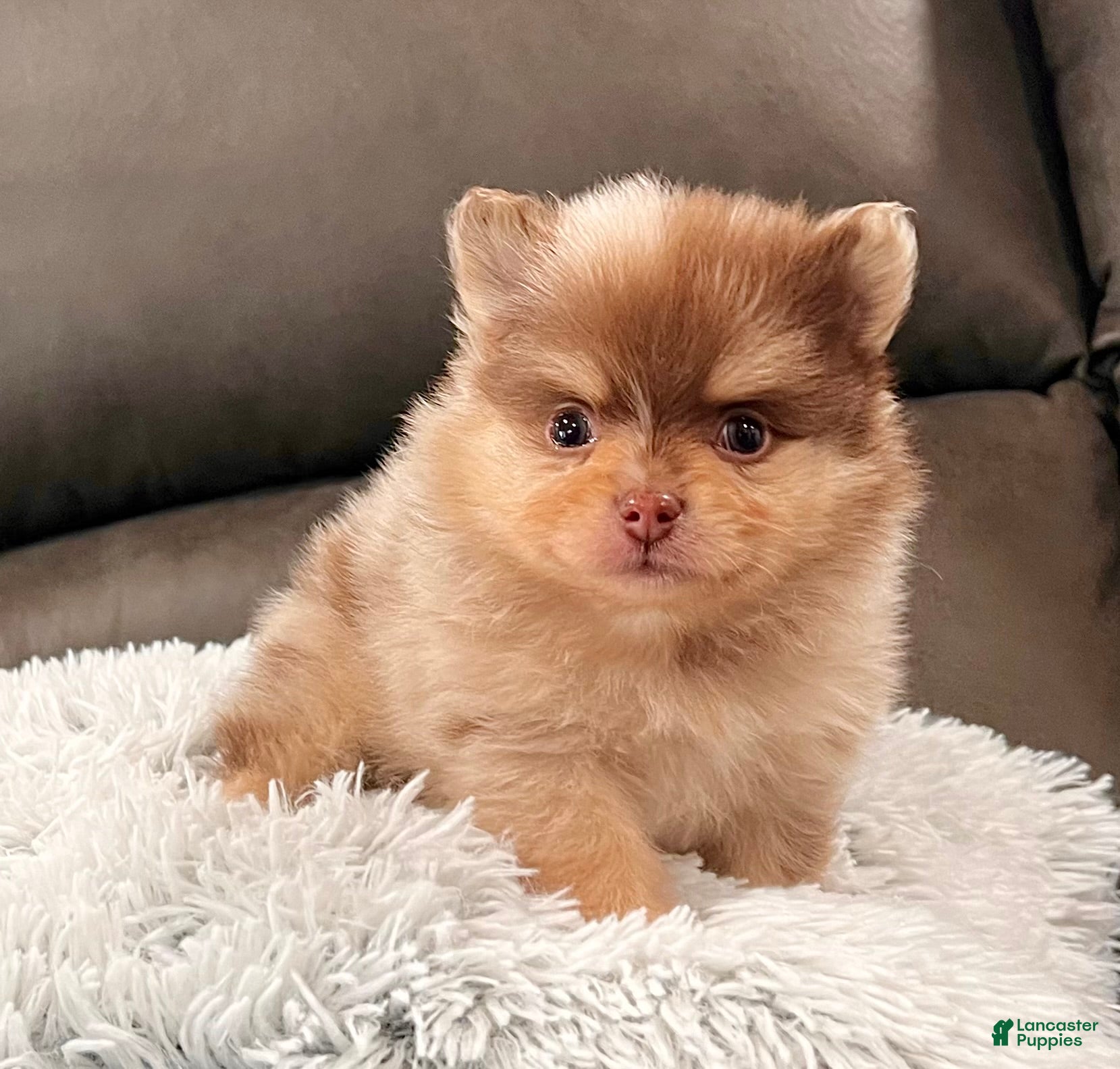 Pomeranian dogs Skyler - Ad 25