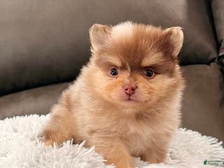 Pomeranian dogs Skyler - Ad 1