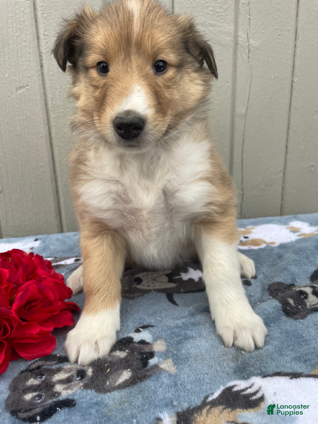 Collie dogs for sale: Chloe - Ad 3