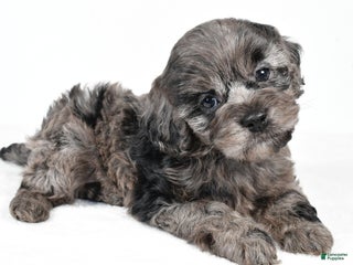 Cockapoo dogs paisley - Ad 42