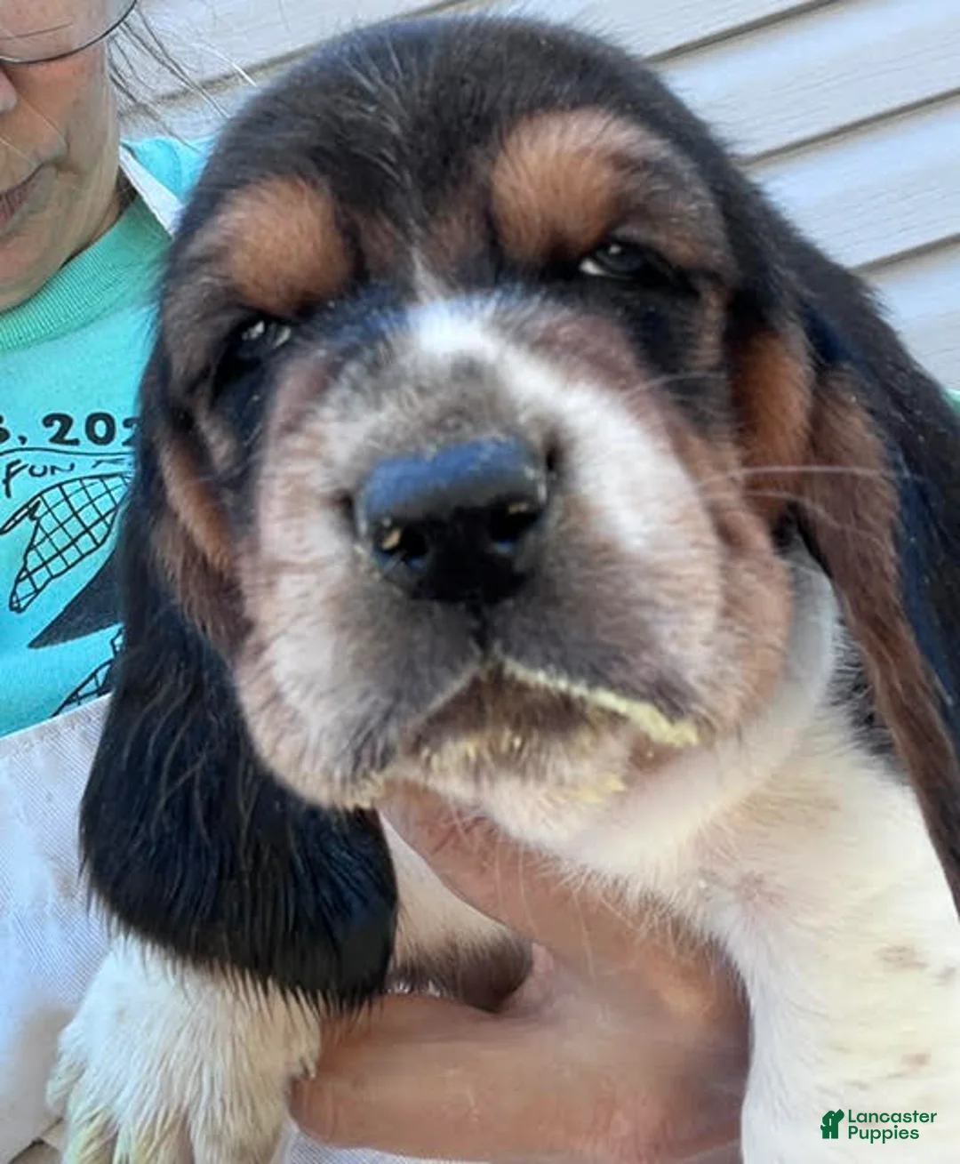 Basset Hound dogs for sale: Sadie - Ad 1