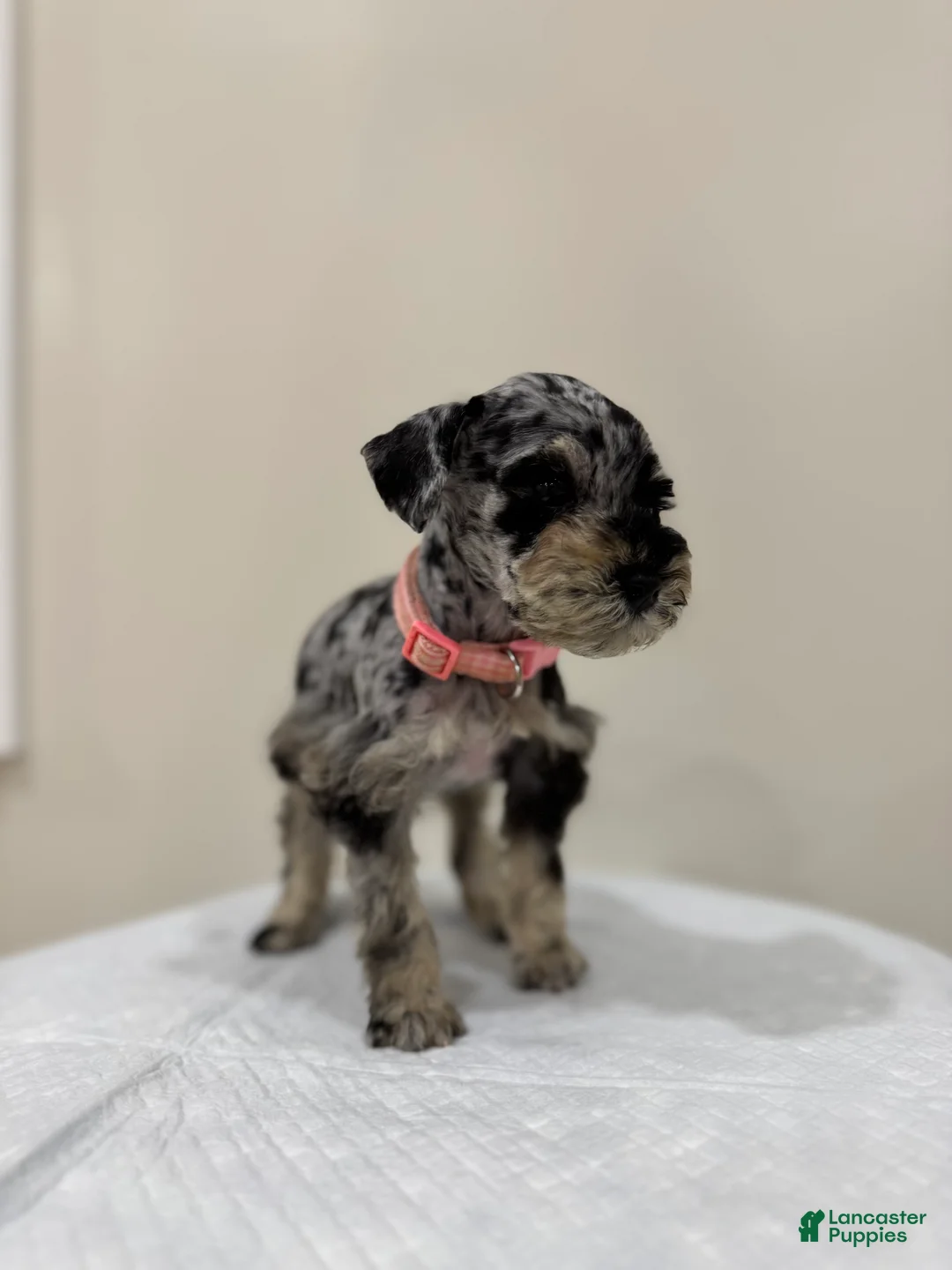 Miniature Schnauzer dogs for sale: Miniature Schnauzer Puppy 1 - Ad 2