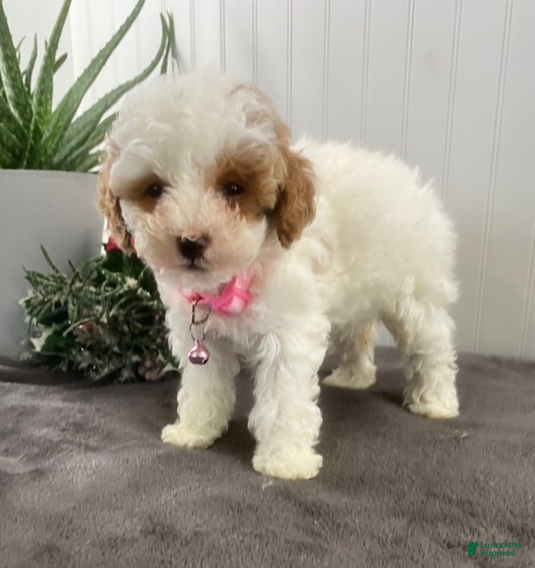 Toy Poodle dogs for sale: Candy - Ad 4