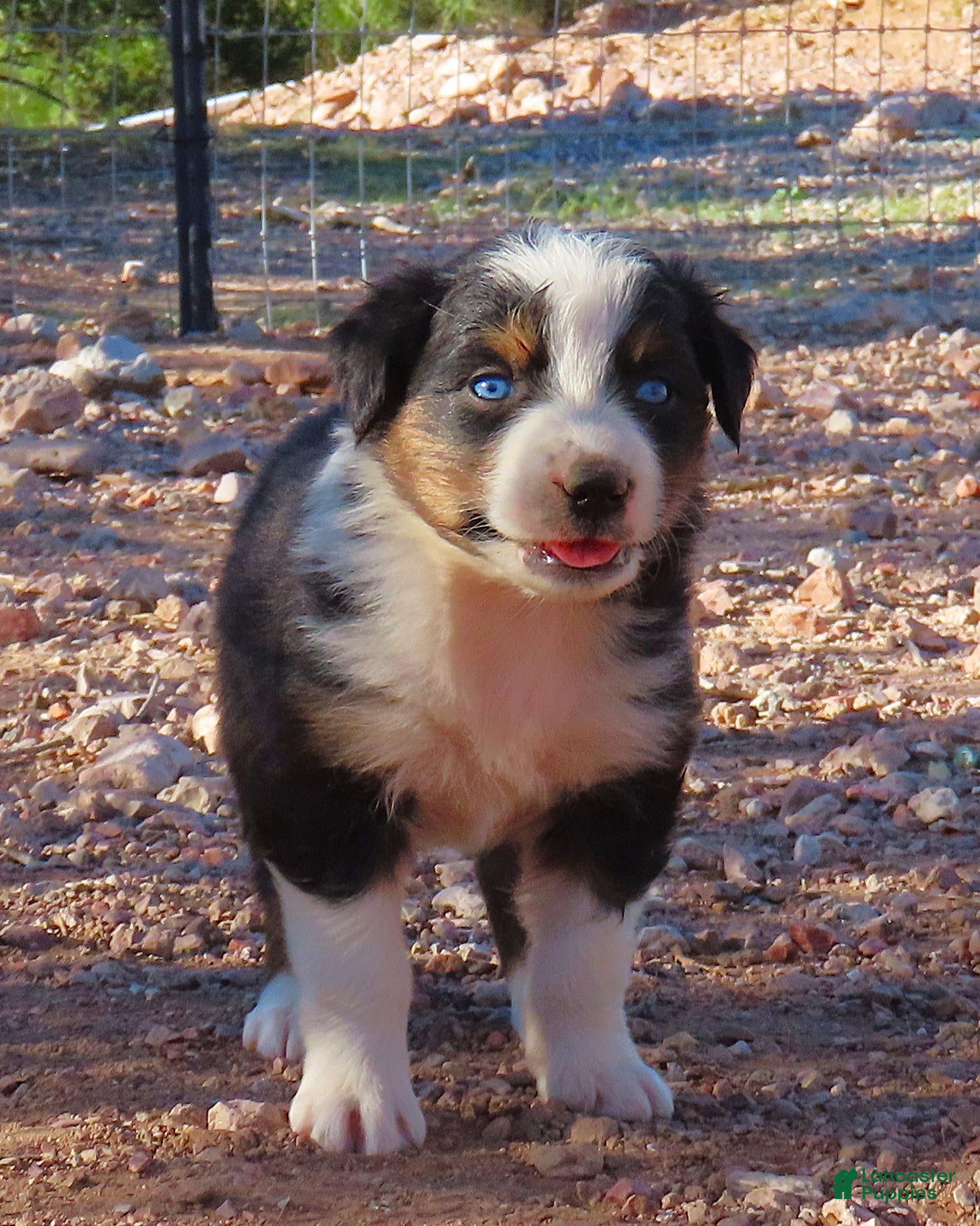 Australian Shepherd dogs Black tri female with blue eyes - Ad 1