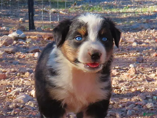 Australian Shepherd dogs for sale: Black tri female with blue eyes - Ad 1