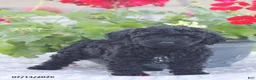 Miniature Poodle dogs for sale: Nevin - Ad 8