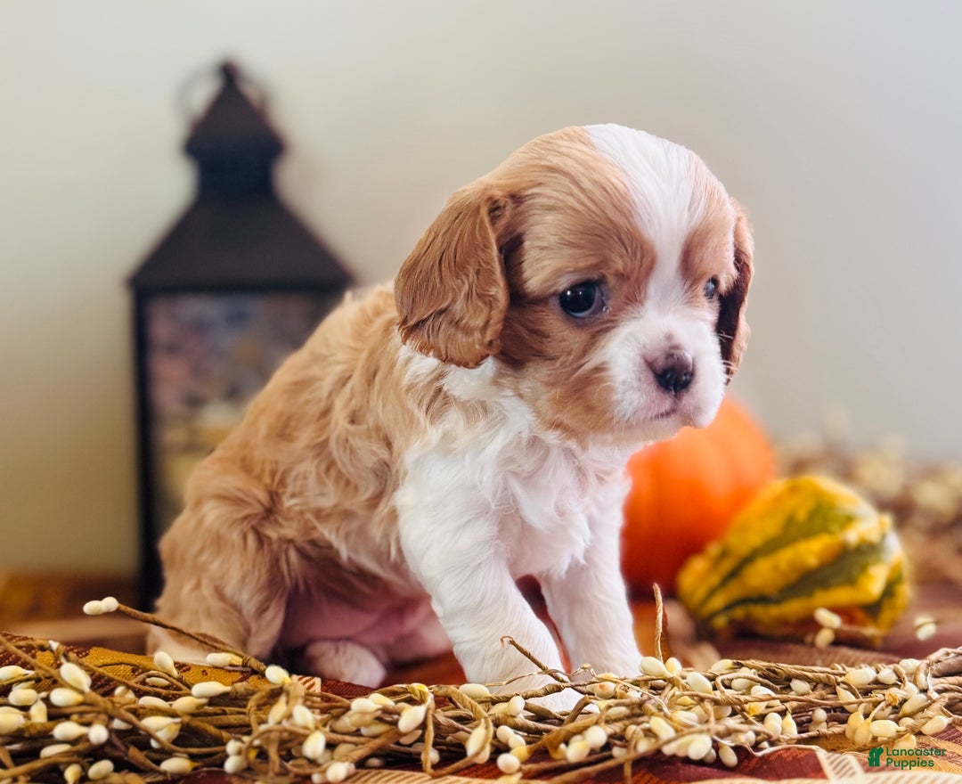 Cavalier King Charles Spaniel dogs for sale: Smokey  - Ad 4