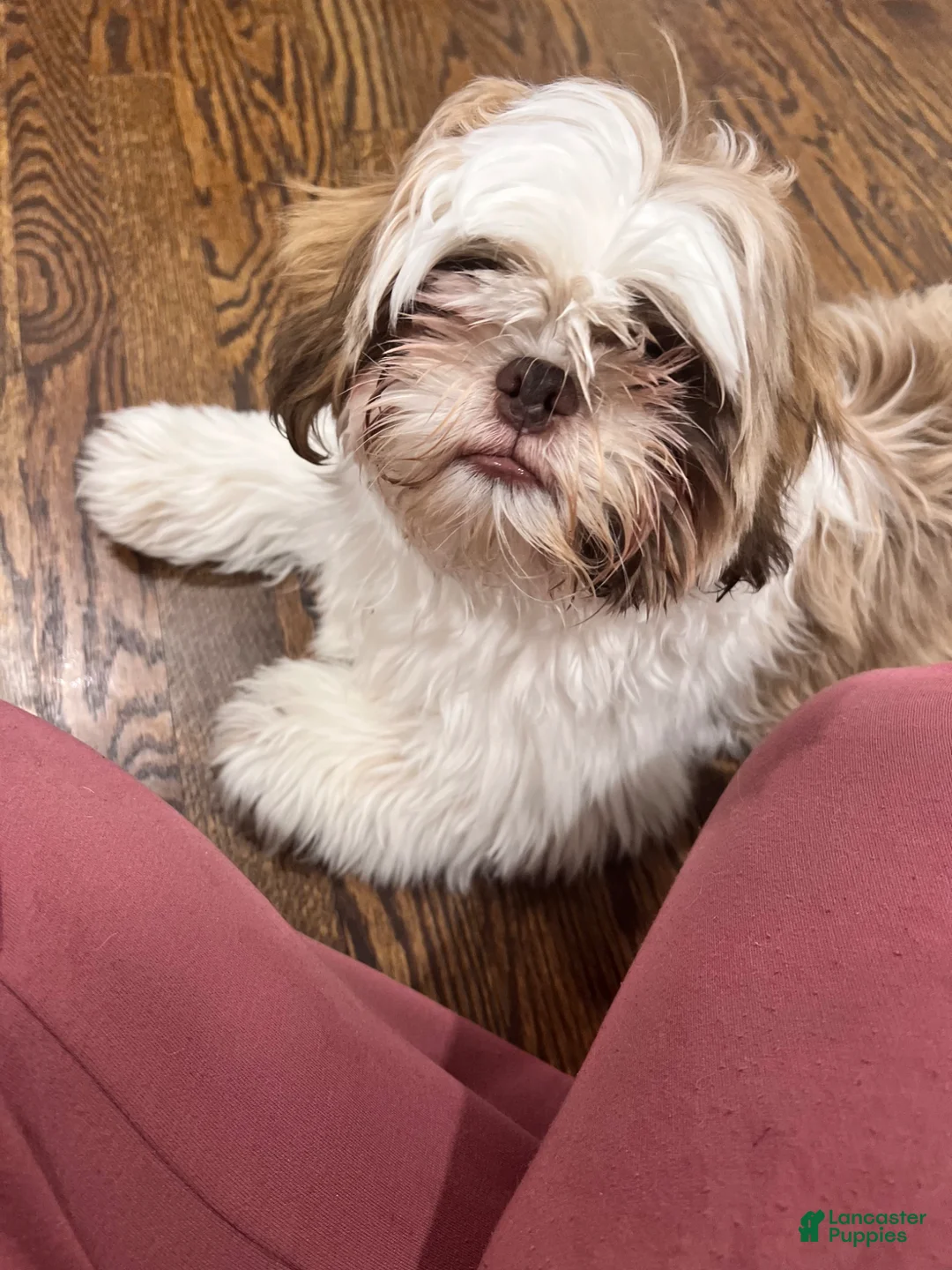 Shih Tzu dogs for sale: Benito - Ad 2