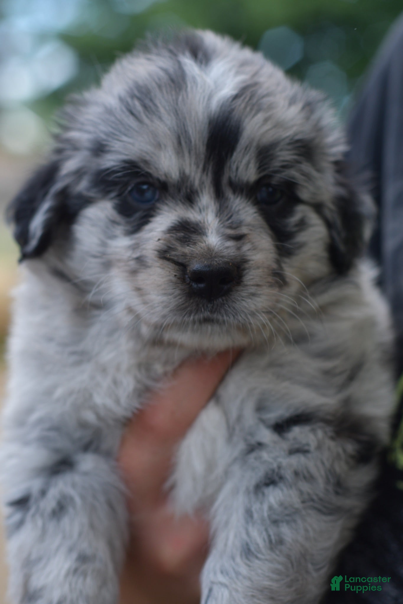 Mixed Breed dogs Buckle, female golden Aussie  - Ad 1
