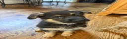 German Shepherd dogs for sale: German Shepherd 2 - Ad 4