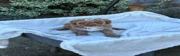 Toy Poodle dogs for sale: Galen - Ad 11
