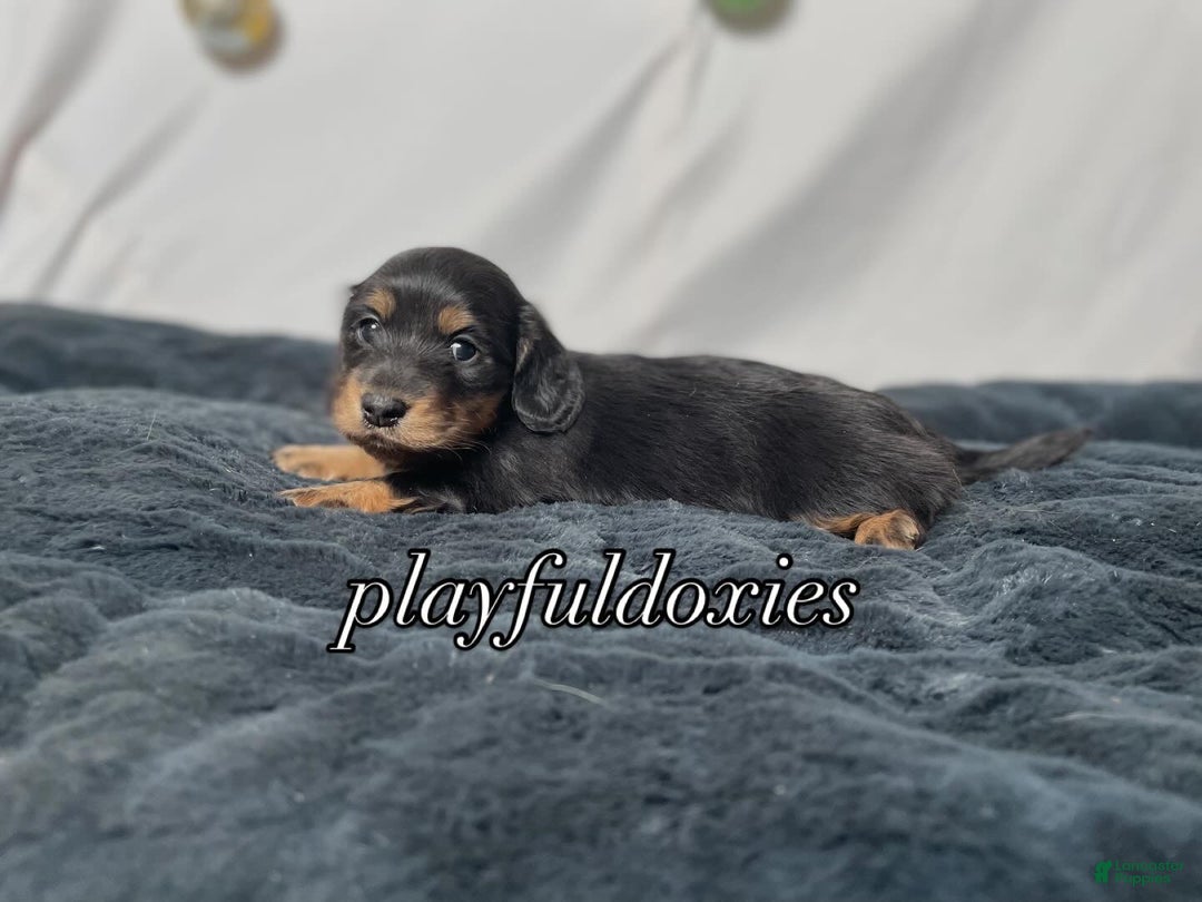 Miniature Dachshund dogs for sale: Long Haired Black & Tan Male Dachshund  - Ad 2