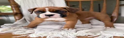 Boxer dogs for sale: Myra  - Ad 4