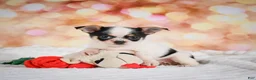 Chihuahua dogs for sale: Chloe - Ad 10