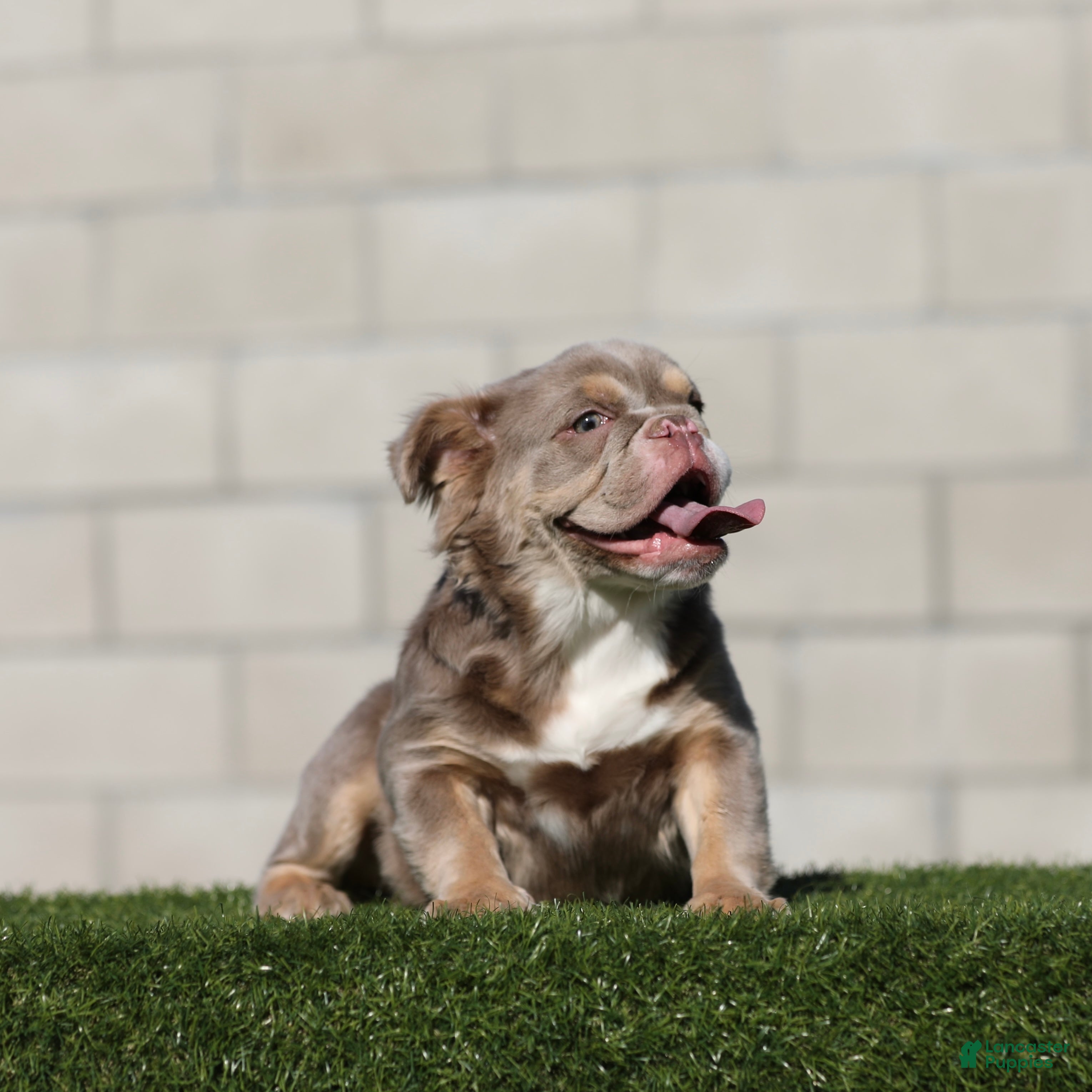 English Bulldog dogs English Bulldog Puppy 1 - Ad 18