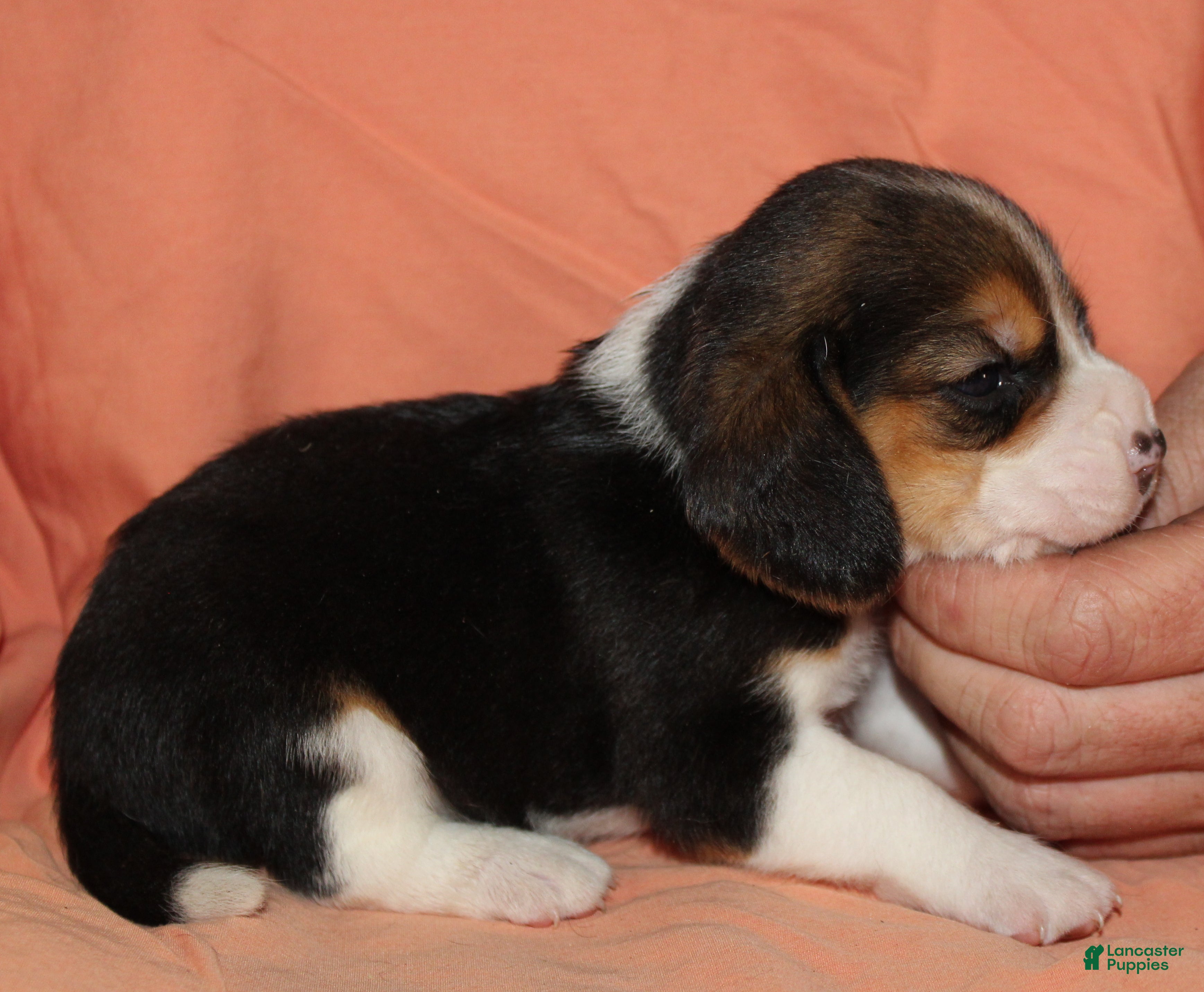 Beagle dogs Gus - Ad 36