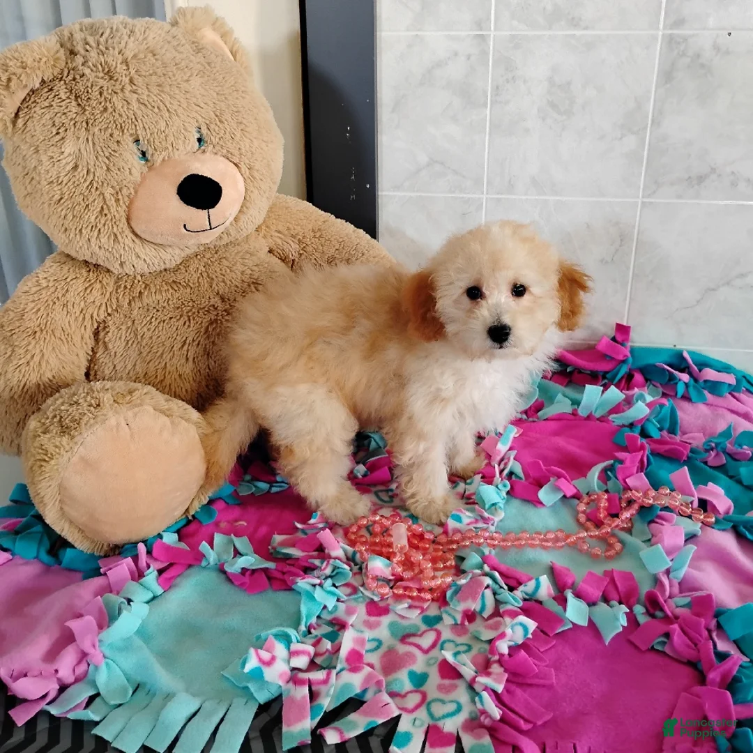 Mini Bernedoodle dogs for sale: Roselani - Ad 2