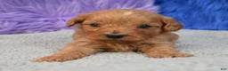 Cavapoo dogs for sale: Cavapoo 6 - Ad 10