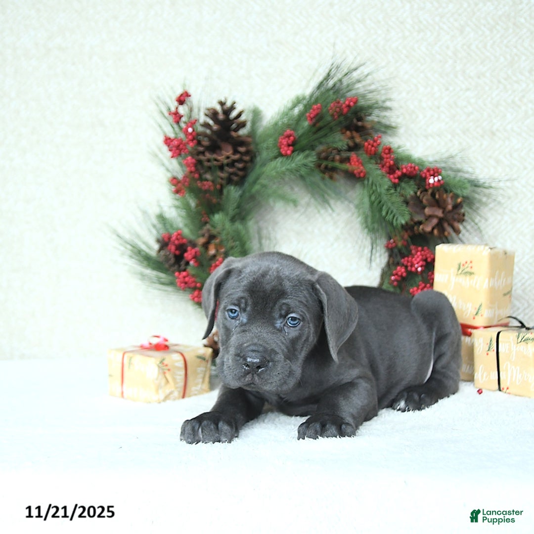Cane Corso dogs for sale: Roscoe - Ad 8