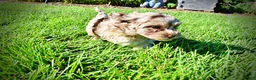Havapoo dogs for sale: Bambi - Ad 20