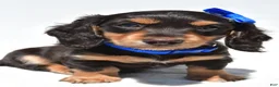 Miniature Dachshund dogs for sale: Duke - Ad 4