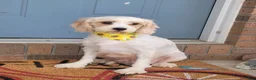 Cavapoo dogs for sale: Corbin - Ad 7
