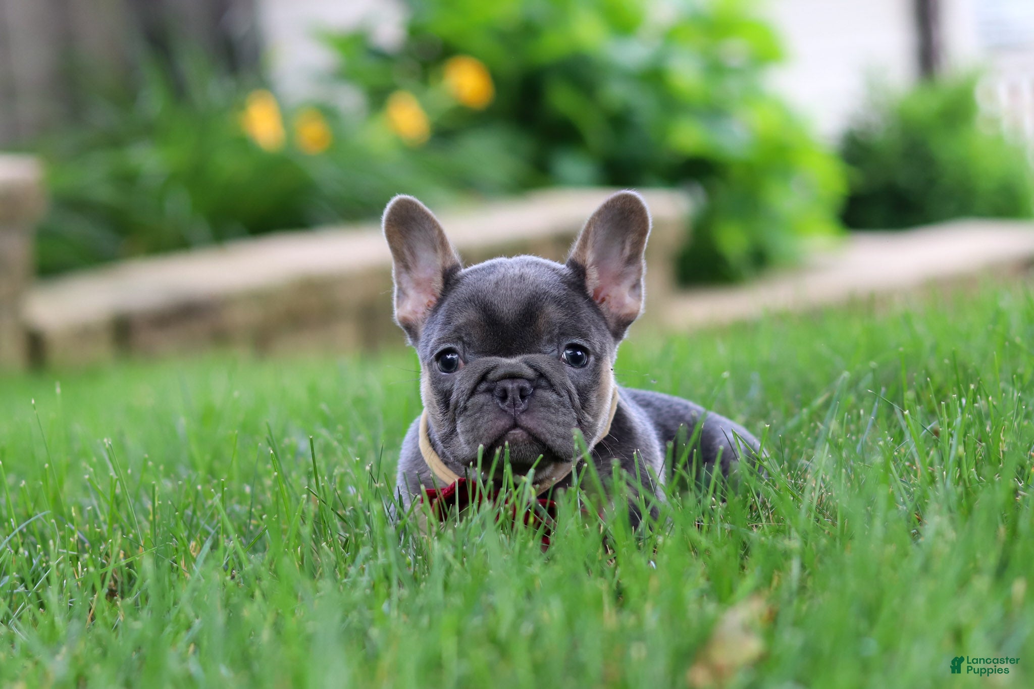 French Bulldog dogs Clinton - Ad 2